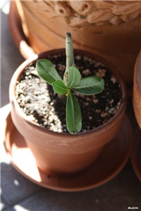 91c62163-IMG_5929 adenium.jpg
